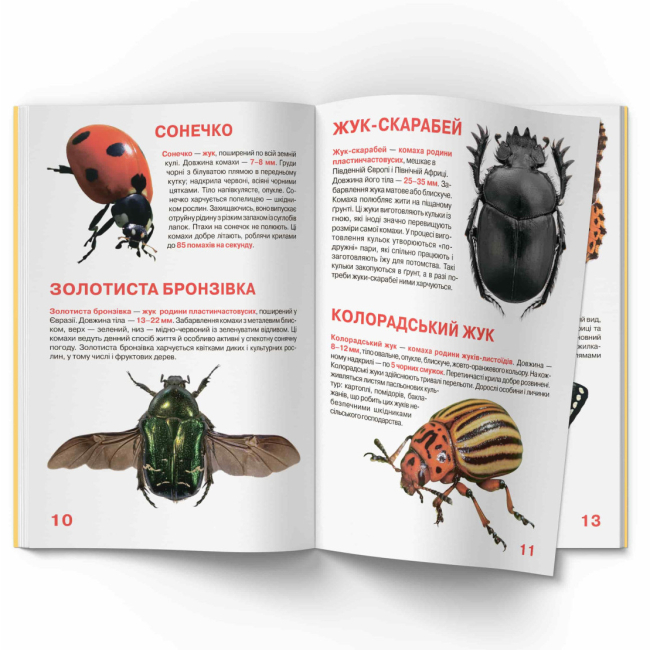 Пізнавальні книги (4-10 років) - Книжка «Велика книжка. Комахи» (9789669363824)#4