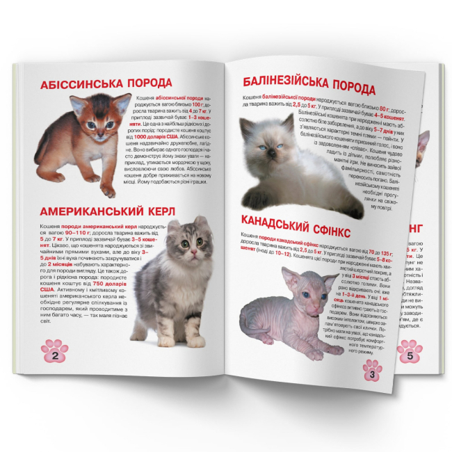 Пізнавальні книги (4-10 років) - Книжка «Велика книжка. Кошенята» (9789669367709)#2