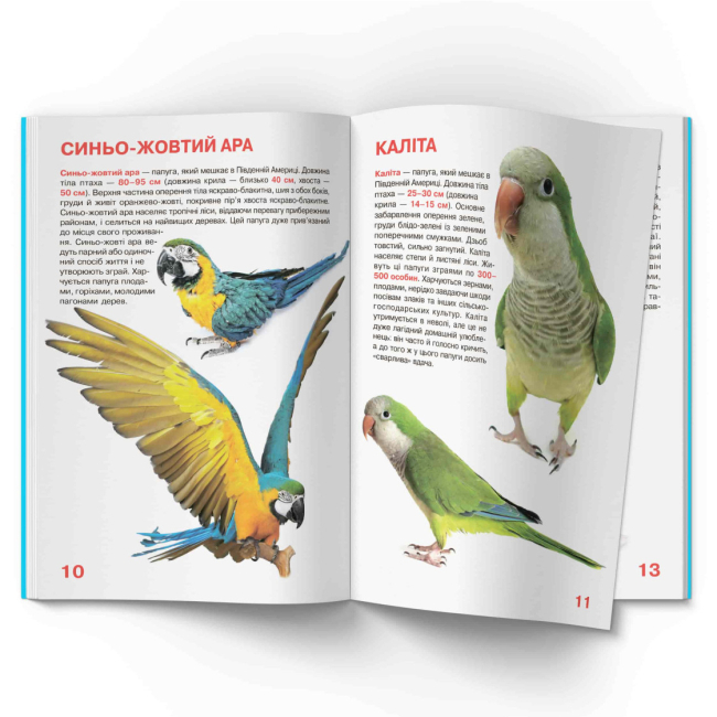 Пізнавальні книги (4-10 років) - Книжка «Велика книжка. Папуги» (9786177268283)#4