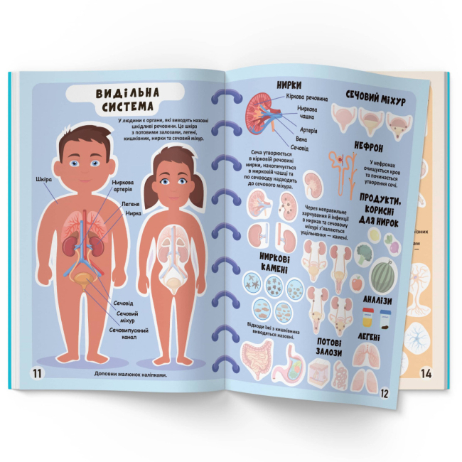 Розмальовки та актівітібуки (2-6 років) - Книжка «Меганаліпки. Тіло людини» (9789669873552)#4