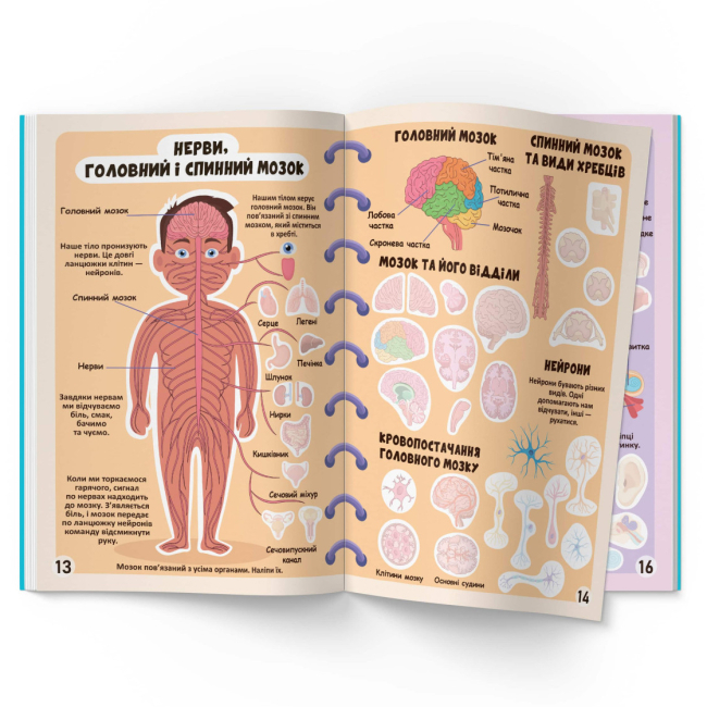 Розмальовки та актівітібуки (2-6 років) - Книжка «Меганаліпки. Тіло людини» (9789669873552)#5