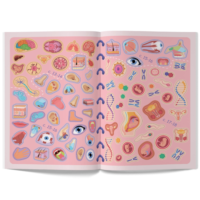 Розмальовки та актівітібуки (2-6 років) - Книжка «Меганаліпки. Тіло людини» (9789669873552)#9