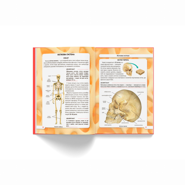 Пізнавальні книги (4-10 років) - Книжка «Світ навколо нас. Тіло людини» (9789669871688)#3