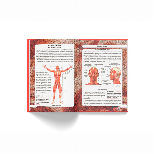 Пізнавальні книги (4-10 років) - Книжка «Світ навколо нас. Тіло людини» (9789669871688)#4