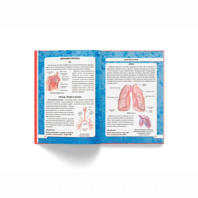 Пізнавальні книги (4-10 років) - Книжка «Світ навколо нас. Тіло людини» (9789669871688)#5