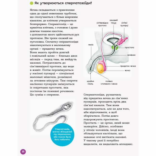Книги для дорослих - Книжка «Для турботливих батьків. Енциклопедія статевого життя. 10-13 років» (9786170037916)#7