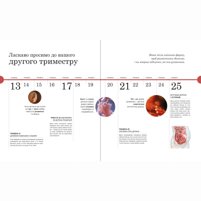 Книги для взрослых - Книжка «Вагітність день за днем» (9786170991058)#6