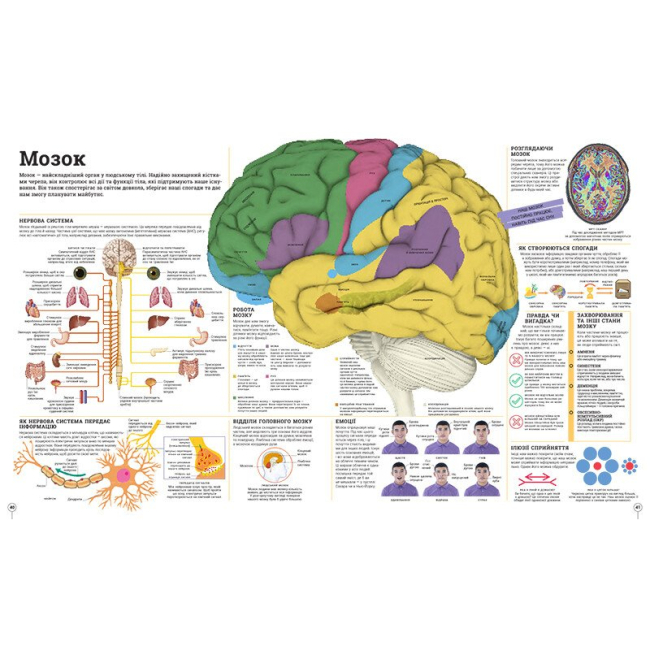 Познавательные книги (4-10 лет) - Книжка «Енциклопедії DK. Дивипедія»  (9786170992376)#3