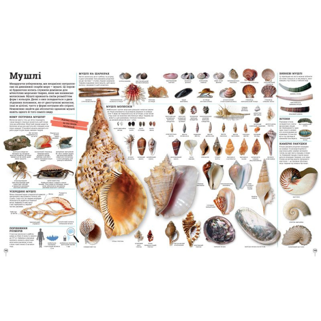 Познавательные книги (4-10 лет) - Книжка «Енциклопедії DK. Дивипедія»  (9786170992376)#6