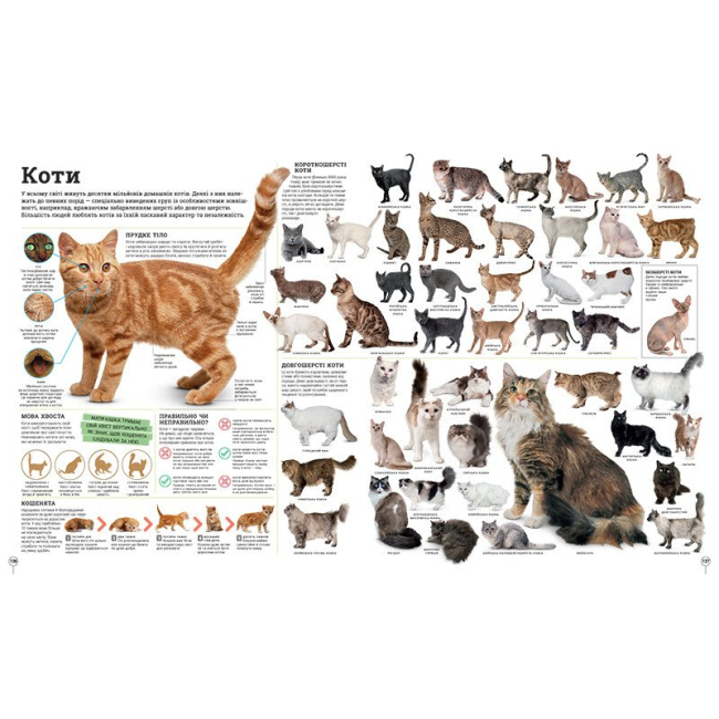 Познавательные книги (4-10 лет) - Книжка «Енциклопедії DK. Дивипедія»  (9786170992376)#8