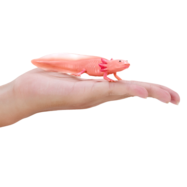 Фігурки тварин - Фігурка Mojo Аксолотль (381108) #7