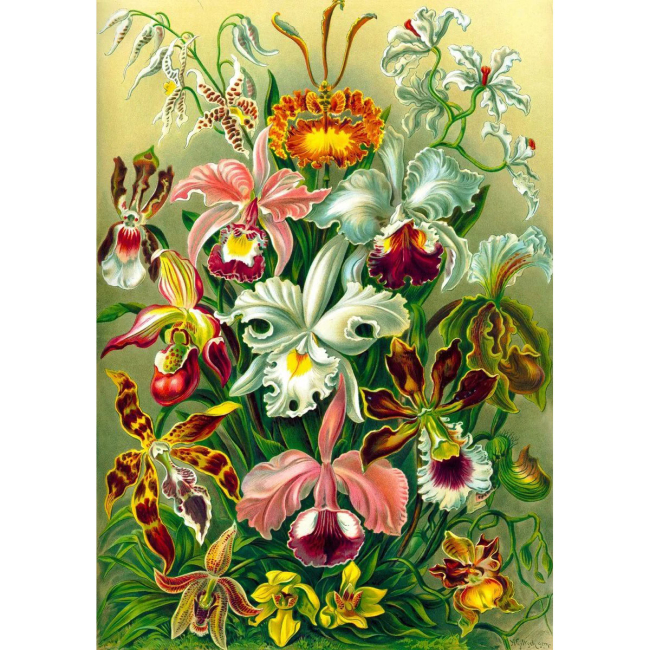 Пазлы - Пазл GoodLoot Imagination Orchid Ernst Haeckel 1000 элементов (5908305247531)#2