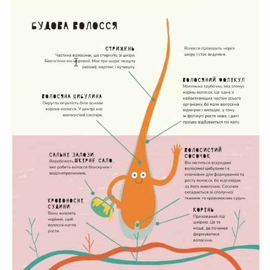 Познавательные книги (4-10 лет) - Книжка «Книжка про волосся» Маріона Толоса Сістере (9786177913268)#4