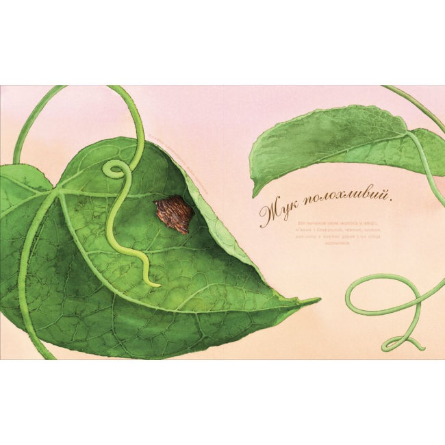 Познавательные книги (4-10 лет) - Книжка «Жук полохливий» Астон Гуттс (9789661050869)#2