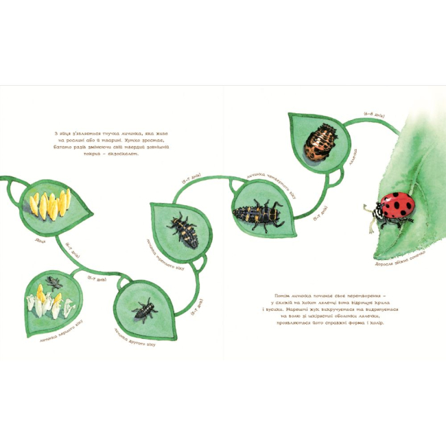 Познавательные книги (4-10 лет) - Книжка «Жук полохливий» Астон Гуттс (9789661050869)#3