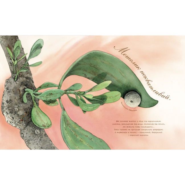 Познавательные книги (4-10 лет) - Книжка «Метелик неквапливий» Астон Гуттс (9789661050852)#2