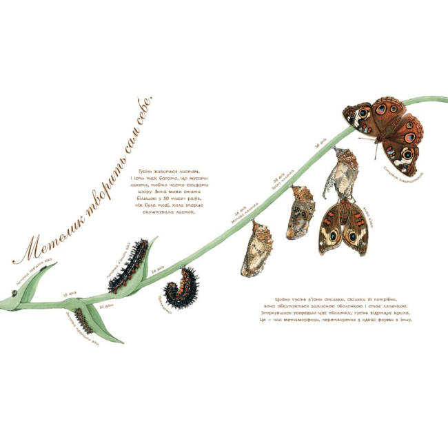 Познавательные книги (4-10 лет) - Книжка «Метелик неквапливий» Астон Гуттс (9789661050852)#3