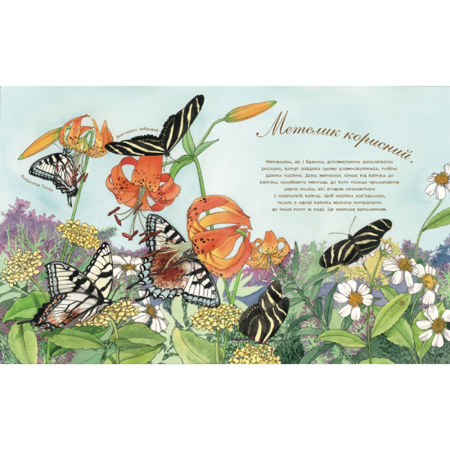 Познавательные книги (4-10 лет) - Книжка «Метелик неквапливий» Астон Гуттс (9789661050852)#4