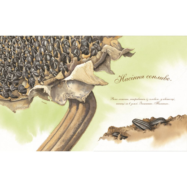Пізнавальні книги (4-10 років) - Книжка «Насіння сонливе» Астон Гуттс (9789661050890)#2