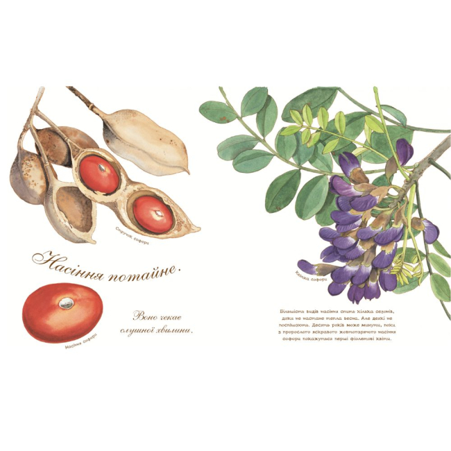 Пізнавальні книги (4-10 років) - Книжка «Насіння сонливе» Астон Гуттс (9789661050890)#3