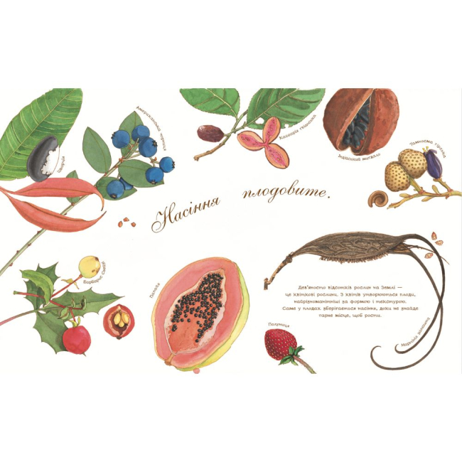 Пізнавальні книги (4-10 років) - Книжка «Насіння сонливе» Астон Гуттс (9789661050890)#4