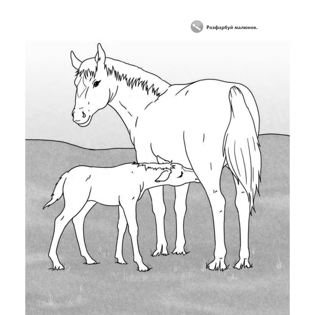 Пізнавальні книги (4-10 років) - Книжка «Чому? Чого? Навіщо? Малята тварин» Штефан Ріхтер та Ангела Вайнгольд (9789661059596)#3