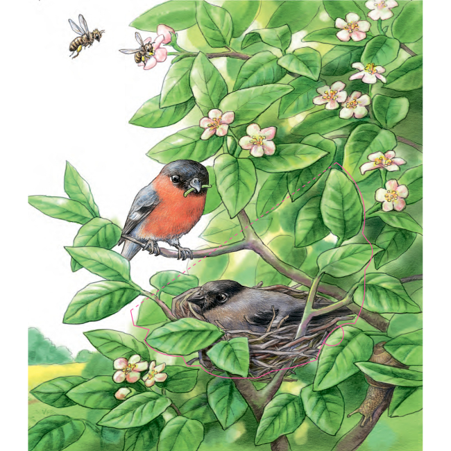 Навчальна література - Книжка «Чому? Чого? Навіщо? Де живуть тварини» Анна Мьоллер (9789661084529)#5