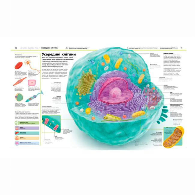 Пізнавальні книги (4-10 років) - Книжка «Енциклопедія знань. Тіло людини» Базеліс Філіп (9786170993953)#3