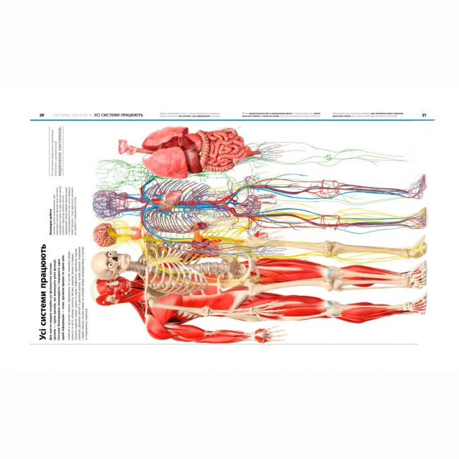 Пізнавальні книги (4-10 років) - Книжка «Енциклопедія знань. Тіло людини» Базеліс Філіп (9786170993953)#4