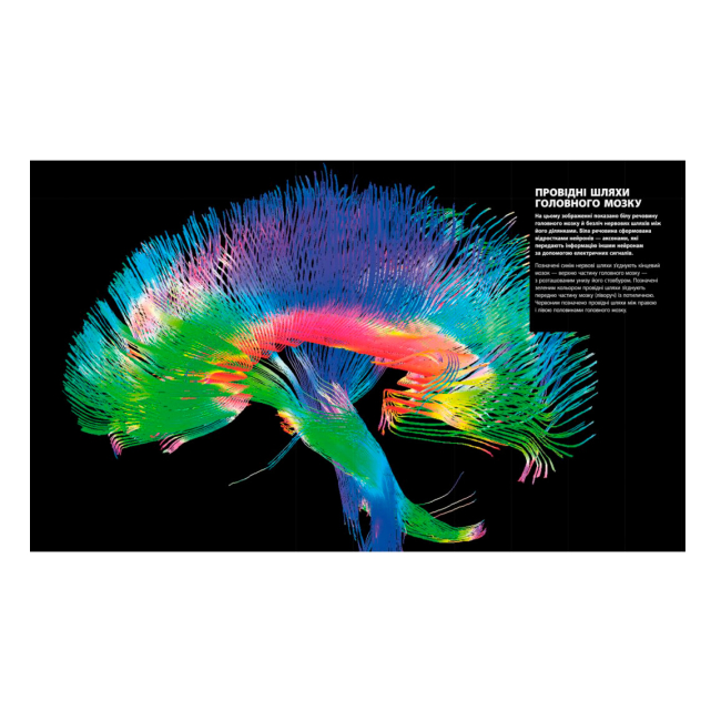 Пізнавальні книги (4-10 років) - Книжка «Енциклопедія знань. Тіло людини» Базеліс Філіп (9786170993953)#5