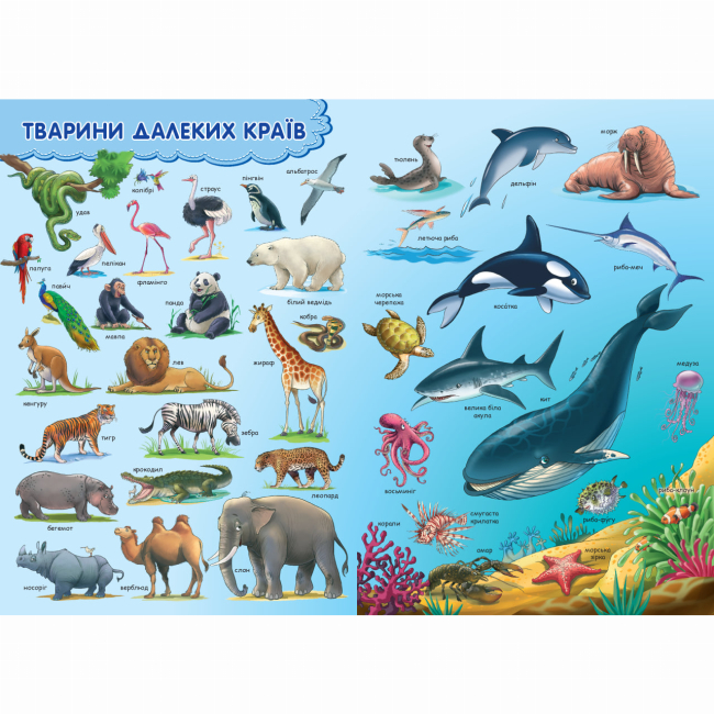 Книги-картинки для детей (2-6 лет) - Книжка «Всезнатика» Василь Федієнко (9789664295397)#9